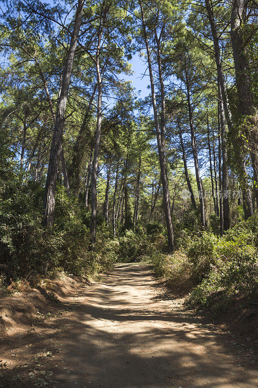 在靠近marmaris mugla turkey的gokova湾被松树包围的森林道路